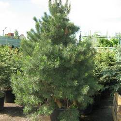 Сосна обыкновенная Норски Тип купить во Владимире