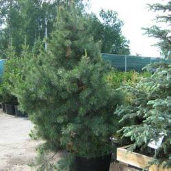 Сосна обыкновенная Норски Тип купить во Владимире