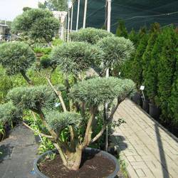 Сосна обыкновенная Ватерери (бонсай) купить в Нижнем Новгороде