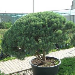 Сосна обыкновенная Watereri Umbrella (бонсай) купить в Нижнем Новгороде