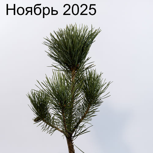 Сосна обыкновенная Ватерери купить во Владимире