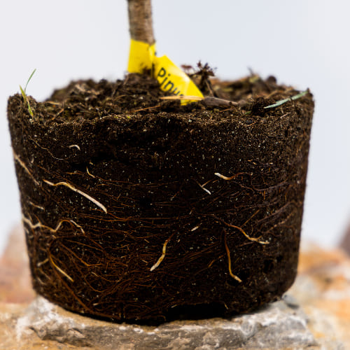 Сосна обыкновенная Ватерери купить во Владимире