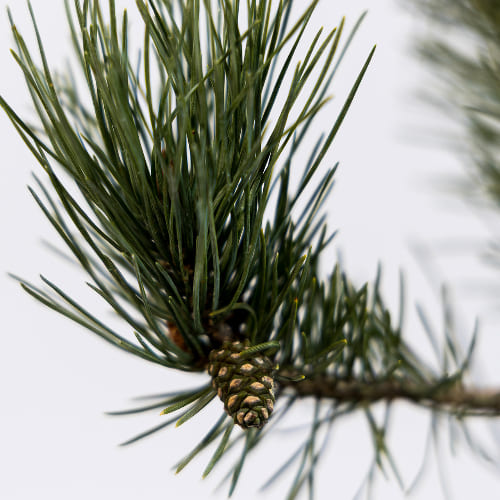 Сосна обыкновенная Ватерери купить во Владимире