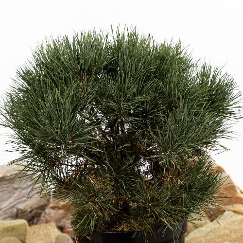 Сосна обыкновенная Ватерери купить во Владимире