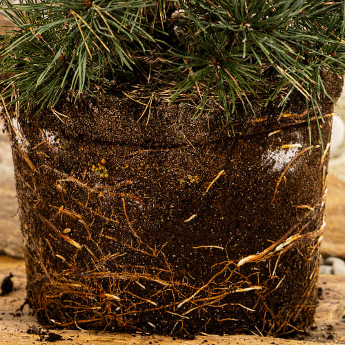 Сосна обыкновенная Ватерери купить во Владимире