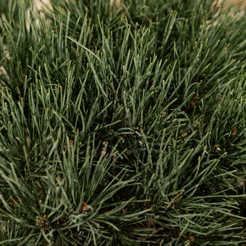 Сосна обыкновенная Ватерери купить во Владимире