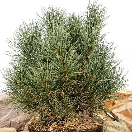 Сосна обыкновенная Ватерери купить во Владимире