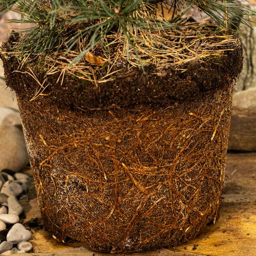 Сосна обыкновенная Ватерери купить во Владимире