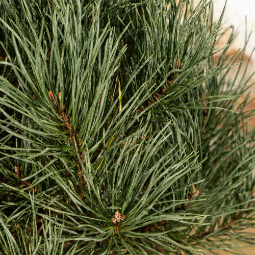 Сосна обыкновенная Ватерери купить во Владимире