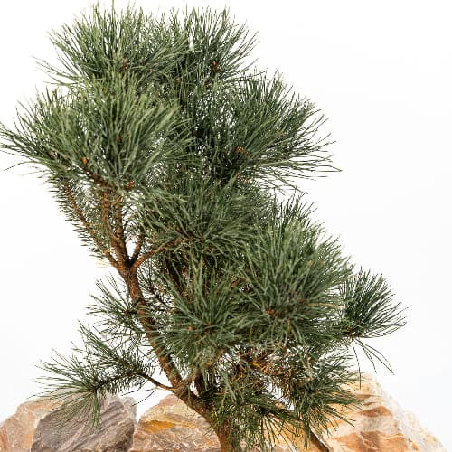 Сосна обыкновенная Ватерери купить во Владимире