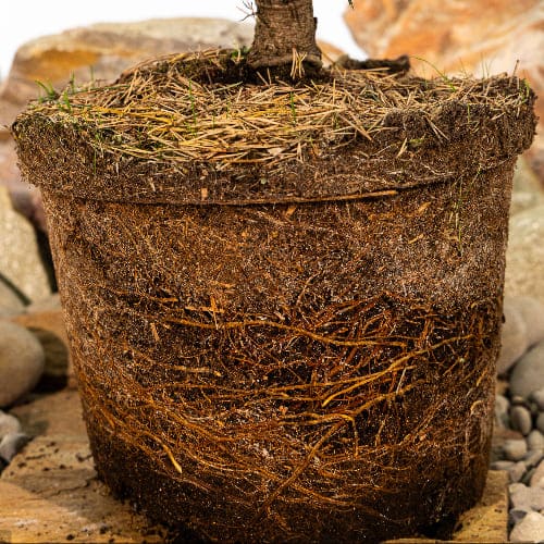 Сосна обыкновенная Ватерери купить во Владимире