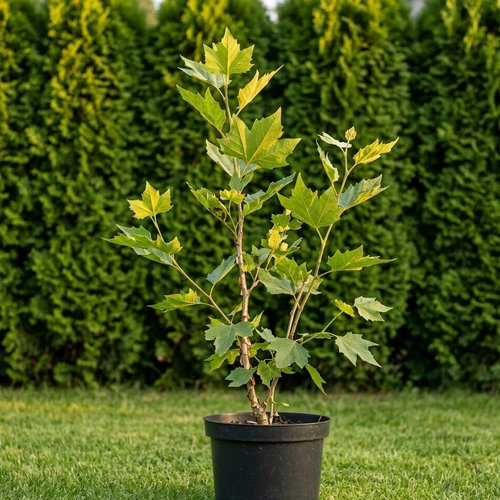 Платан клёнолистный X Acerifolia купить в Перми