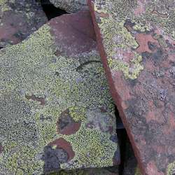 Плитняк ЛИШАЙНИК из кварцита-песчаника купить в Нижнем Новгороде