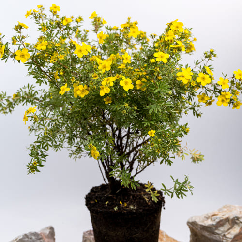 Лапчатка кустарниковая Голдфингэ купить в Нижнем Новгороде