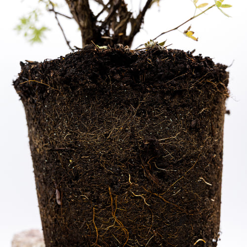 Лапчатка кустарниковая Голдфингэ купить в Нижнем Новгороде