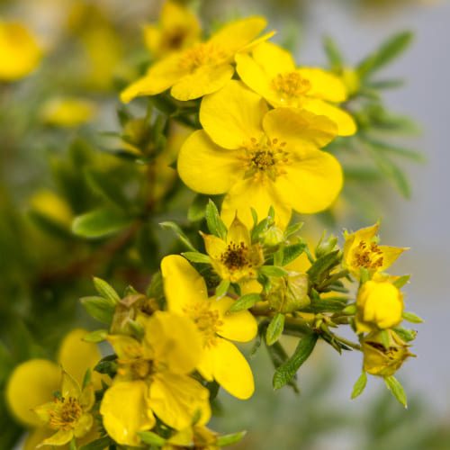 Лапчатка кустарниковая Голдфингэ купить в Нижнем Новгороде