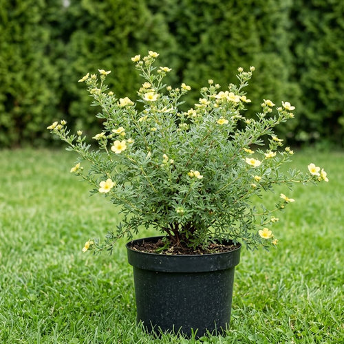 Лапчатка кустарниковая Катерина Дайкс  купить во Владимире