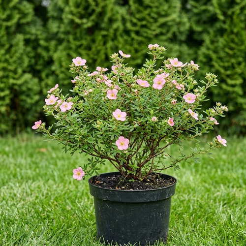 Лапчатка кустарниковая Лавли Пинк купить