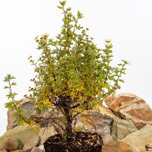 Лапчатка кустарниковая Маунт Эверест купить во Владимире