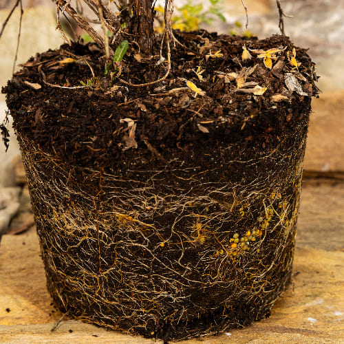 Лапчатка кустарниковая Маунт Эверест купить во Владимире