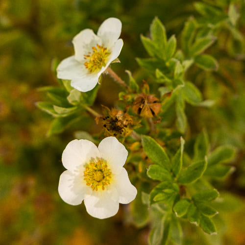 Лапчатка кустарниковая Маунт Эверест купить во Владимире
