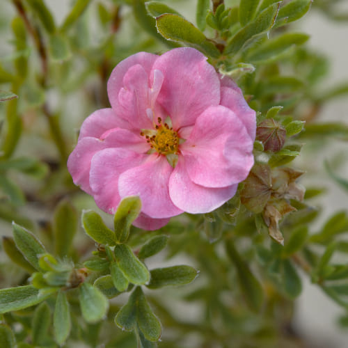 Лапчатка кустарниковая Пинк Парадайз купить во Владимире