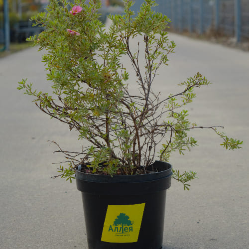 Лапчатка кустарниковая Пинк Парадайз купить во Владимире