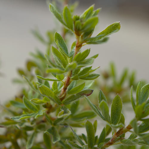 Лапчатка кустарниковая Пинк Парадайз купить во Владимире