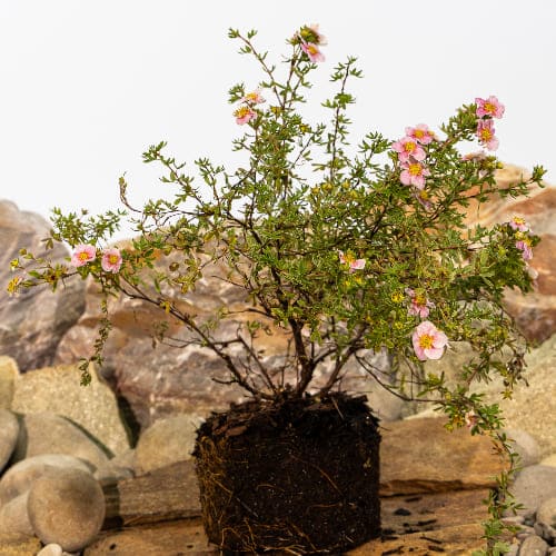 Лапчатка кустарниковая Принцесс купить во Владимире