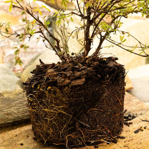 Лапчатка кустарниковая Принцесс купить во Владимире