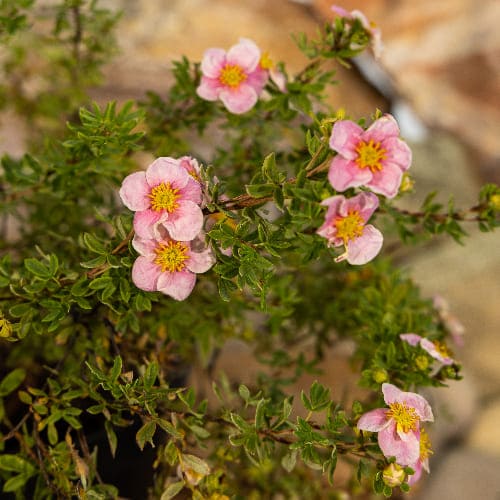 Лапчатка кустарниковая Принцесс купить во Владимире