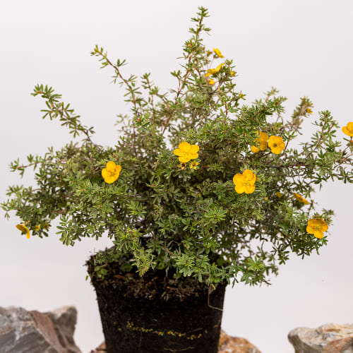 Лапчатка кустарниковая Танджерин купить во Владимире