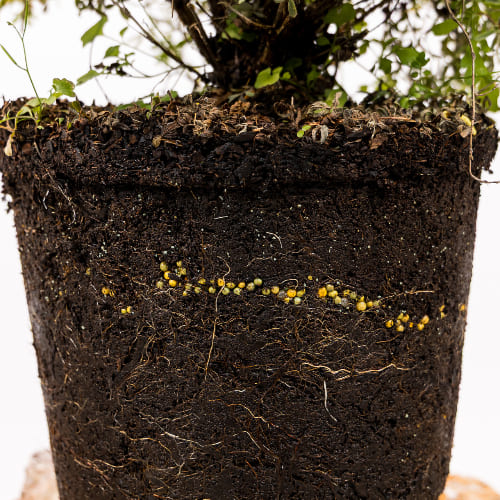 Лапчатка кустарниковая Танджерин купить во Владимире