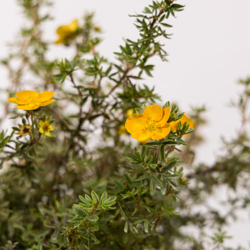 Лапчатка кустарниковая Танджерин купить во Владимире