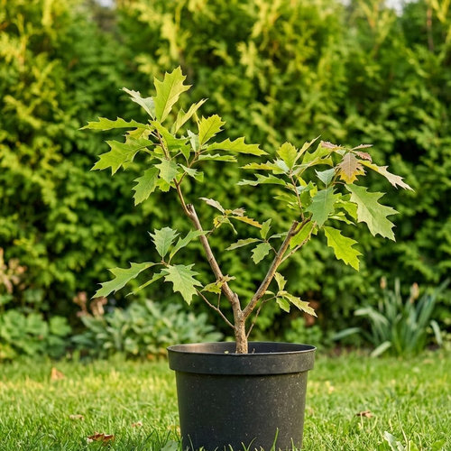 Дуб красный купить во Владимире