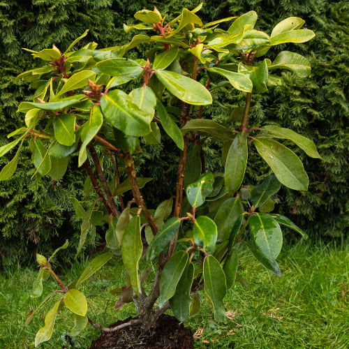 Рододендрон гибридный Анастасия купить во Владимире