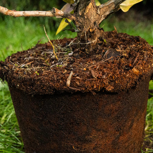 Рододендрон гибридный Анастасия купить во Владимире