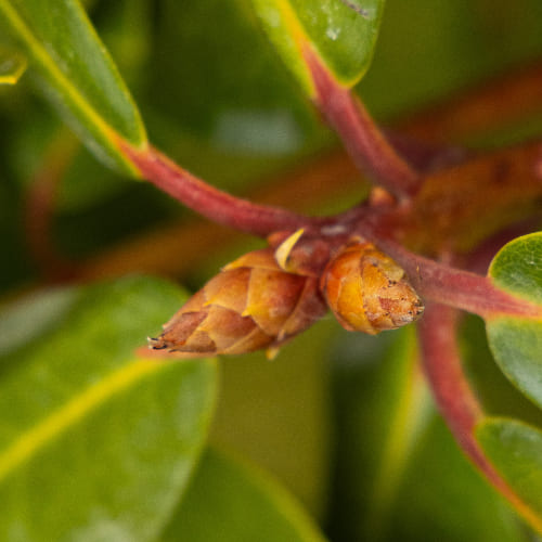 Рододендрон гибридный Анастасия купить во Владимире