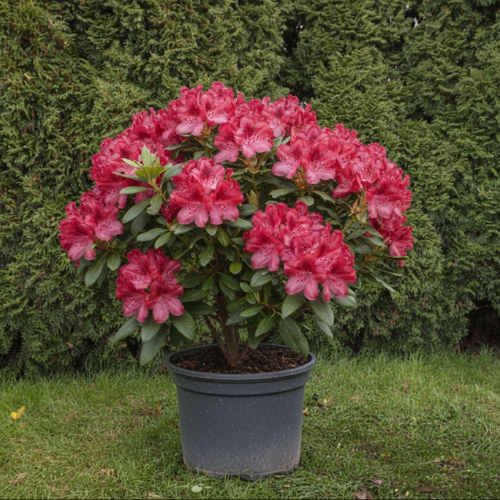 Рододендрон гибридный Фантастика купить во Владимире