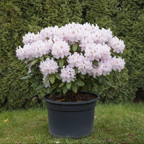 Рододендрон гибридный Гомер Ватерер купить во Владимире