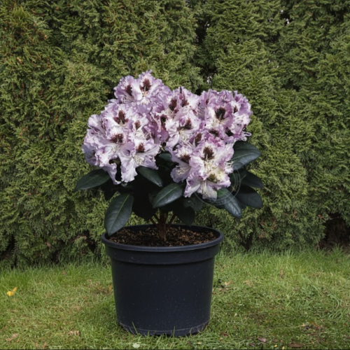 Рододендрон гибридный Пингвин купить во Владимире