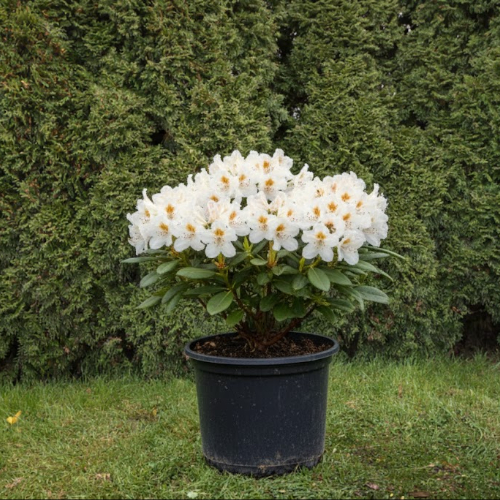 Рододендрон якушиманский купить во Владимире