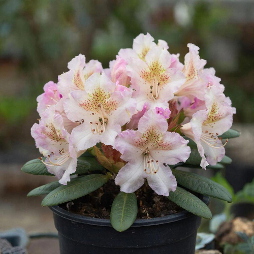 Рододендрон якушиманский Калинка купить во Владимире