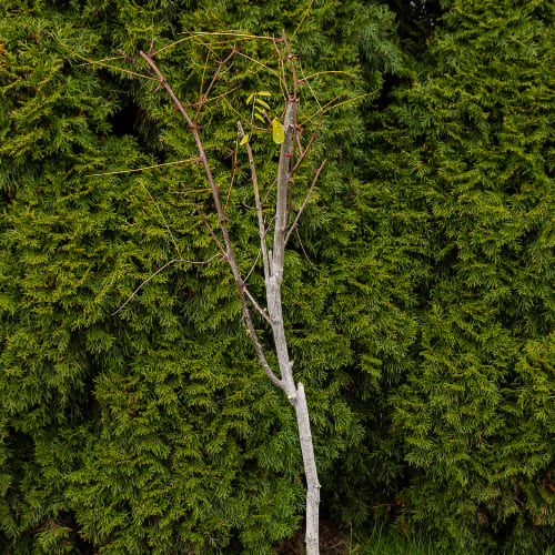 Робиния (Акация белая) купить во Владимире