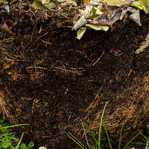 Робиния (Акация белая) купить во Владимире