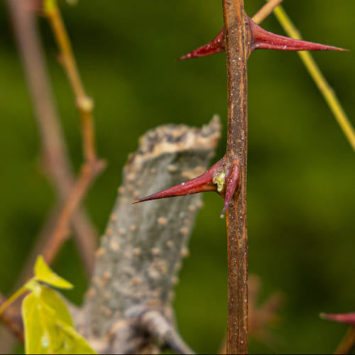 Робиния (Акация белая) купить во Владимире