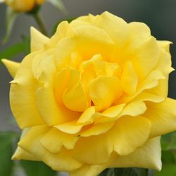 Роза штамбовая  флорибунда Артур Белл купить