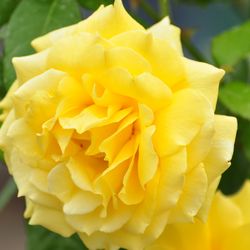 Роза штамбовая  флорибунда Артур Белл купить в Нижнем Новгороде