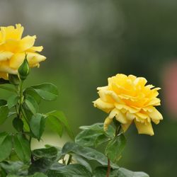 Роза штамбовая  флорибунда Артур Белл купить в Нижнем Новгороде