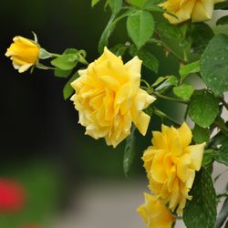 Роза штамбовая  флорибунда Артур Белл купить в Нижнем Новгороде